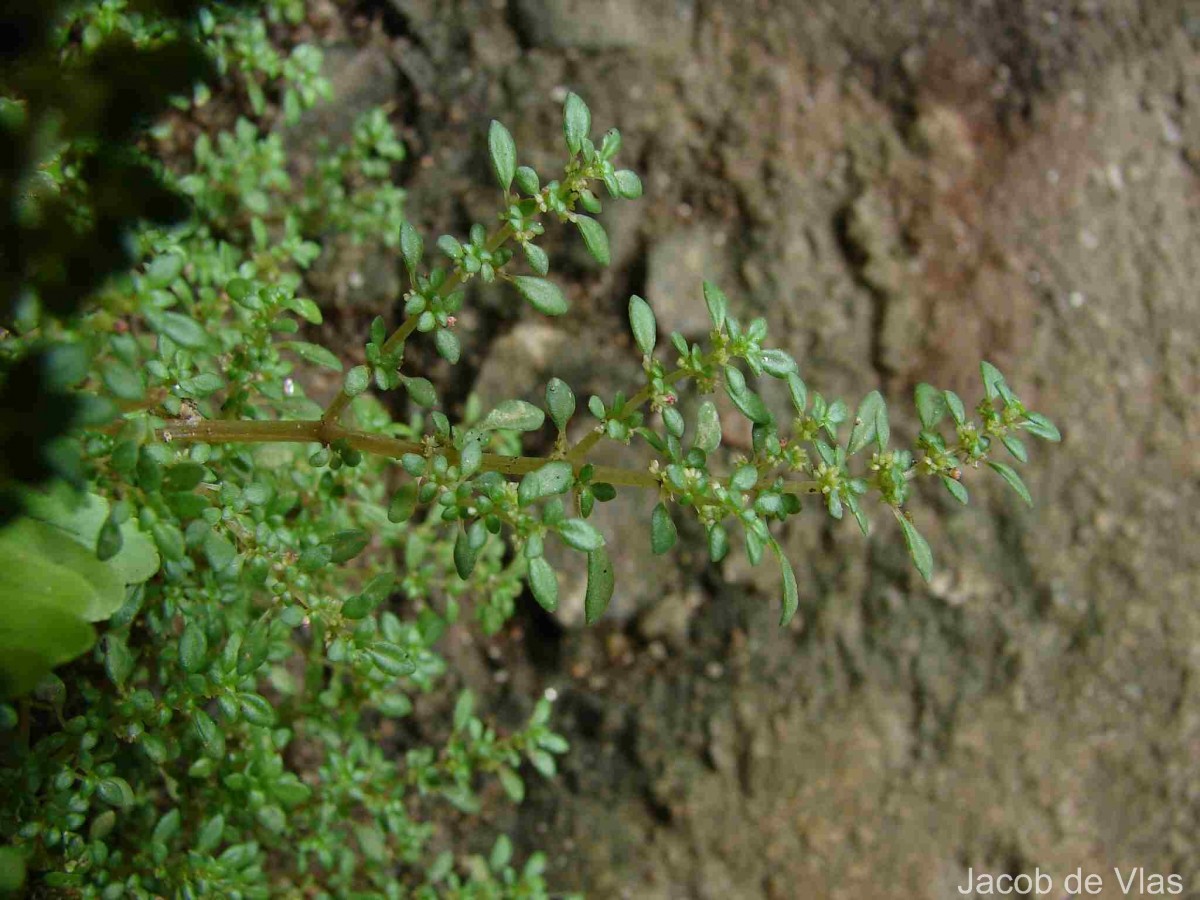 Pilea microphylla (L.) Liebm.